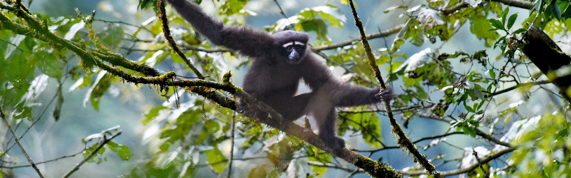Gaoligong Gibbon | Fauna Conservation::Kadoorie Farm and Botanic Garden