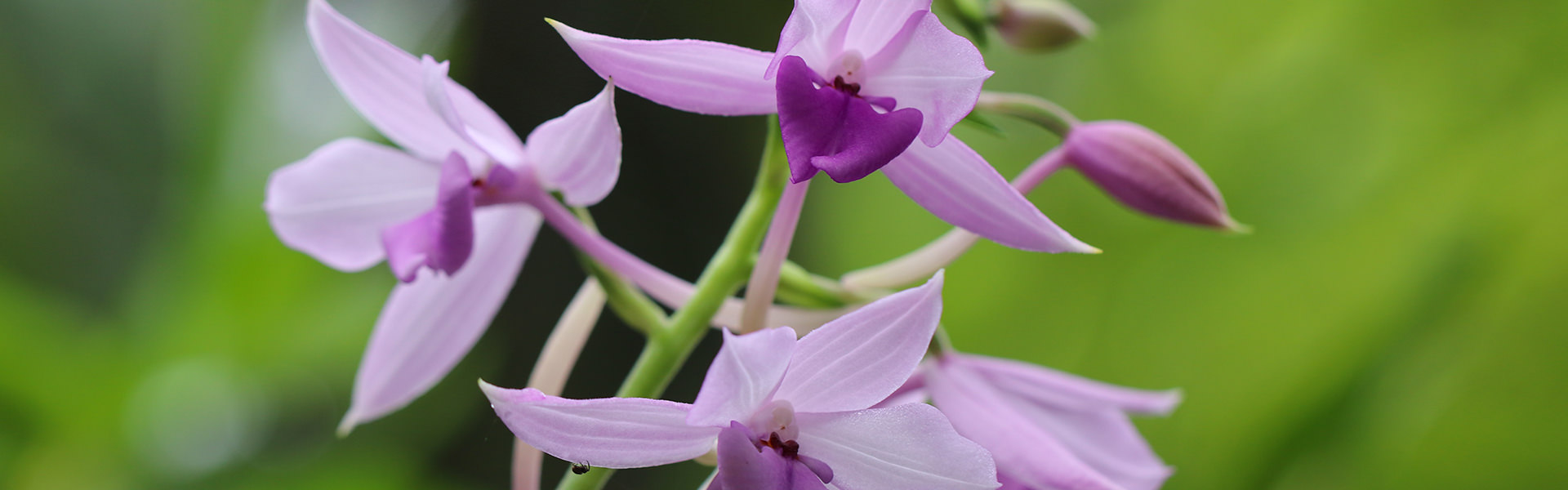Orchid Greenhouse::Kadoorie Farm and Botanic Garden