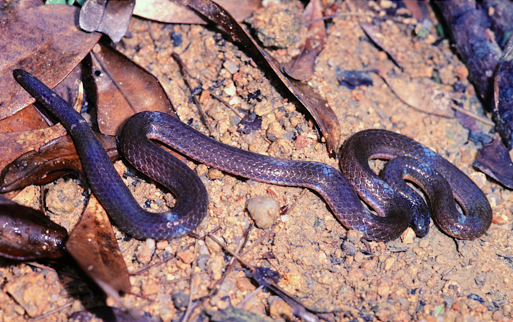 New species of snake revealed after 22 years | KFBG Blog::Kadoorie Farm and  Botanic Garden
