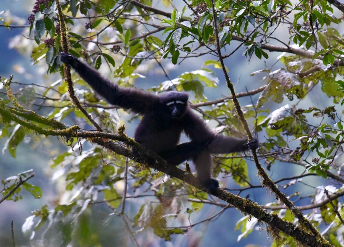 Gaoligongshan Hoolock Gibbon Survey | KFBG Blog::Kadoorie Farm and Botanic  Garden