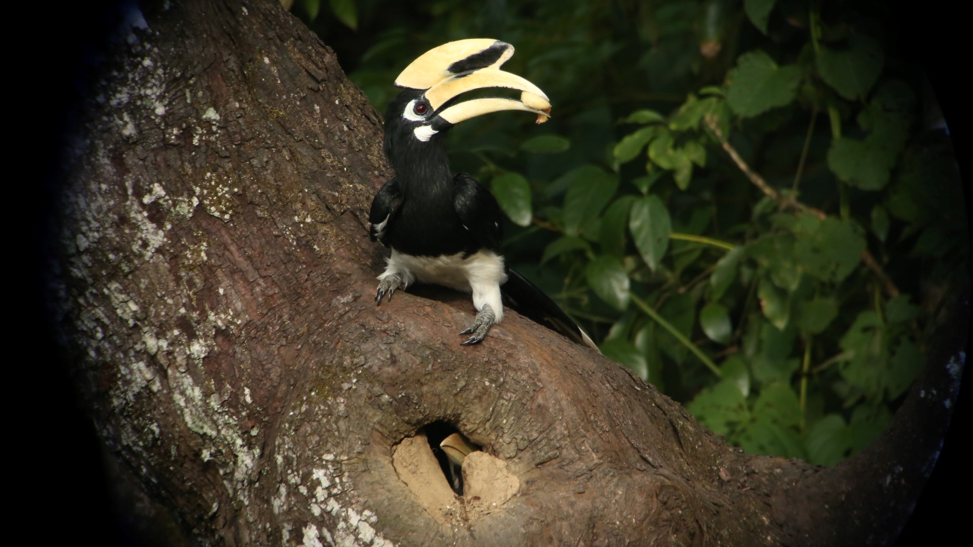 BEYOND LOCAL: Birds' nests express their unique style and past experiences  - Orillia News