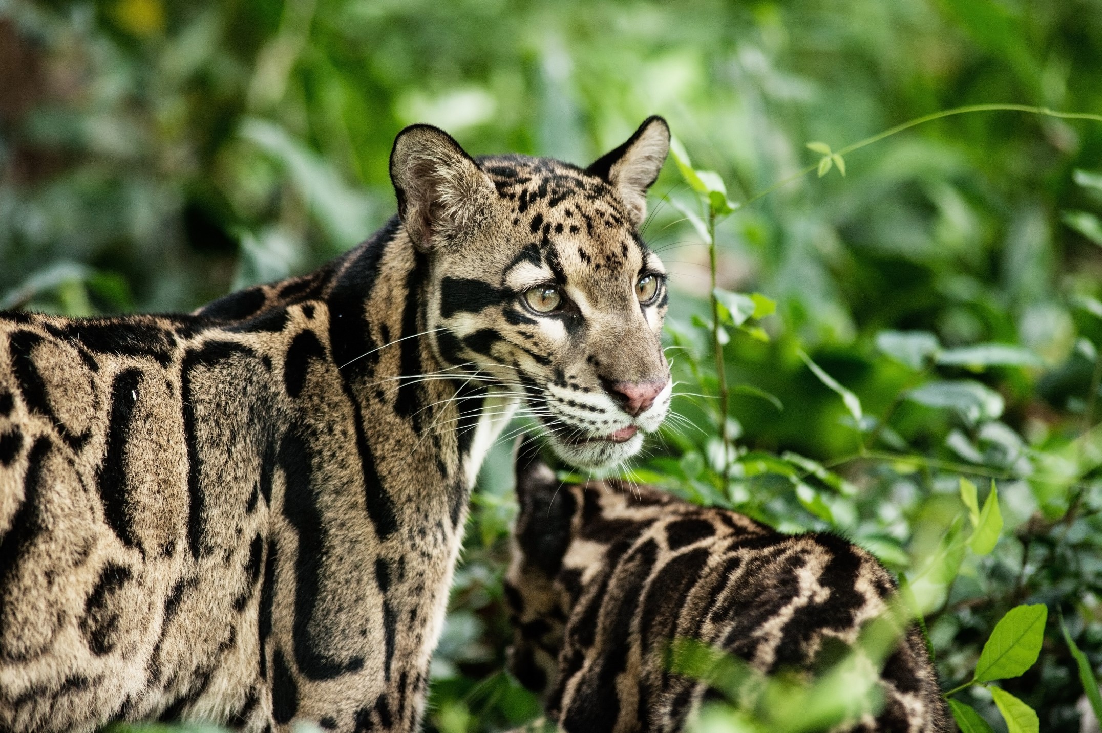 Clouded Leopard