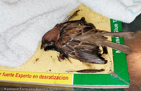 Tell Canadian Tire to stop using cruel glue traps – Vancouver Humane Society