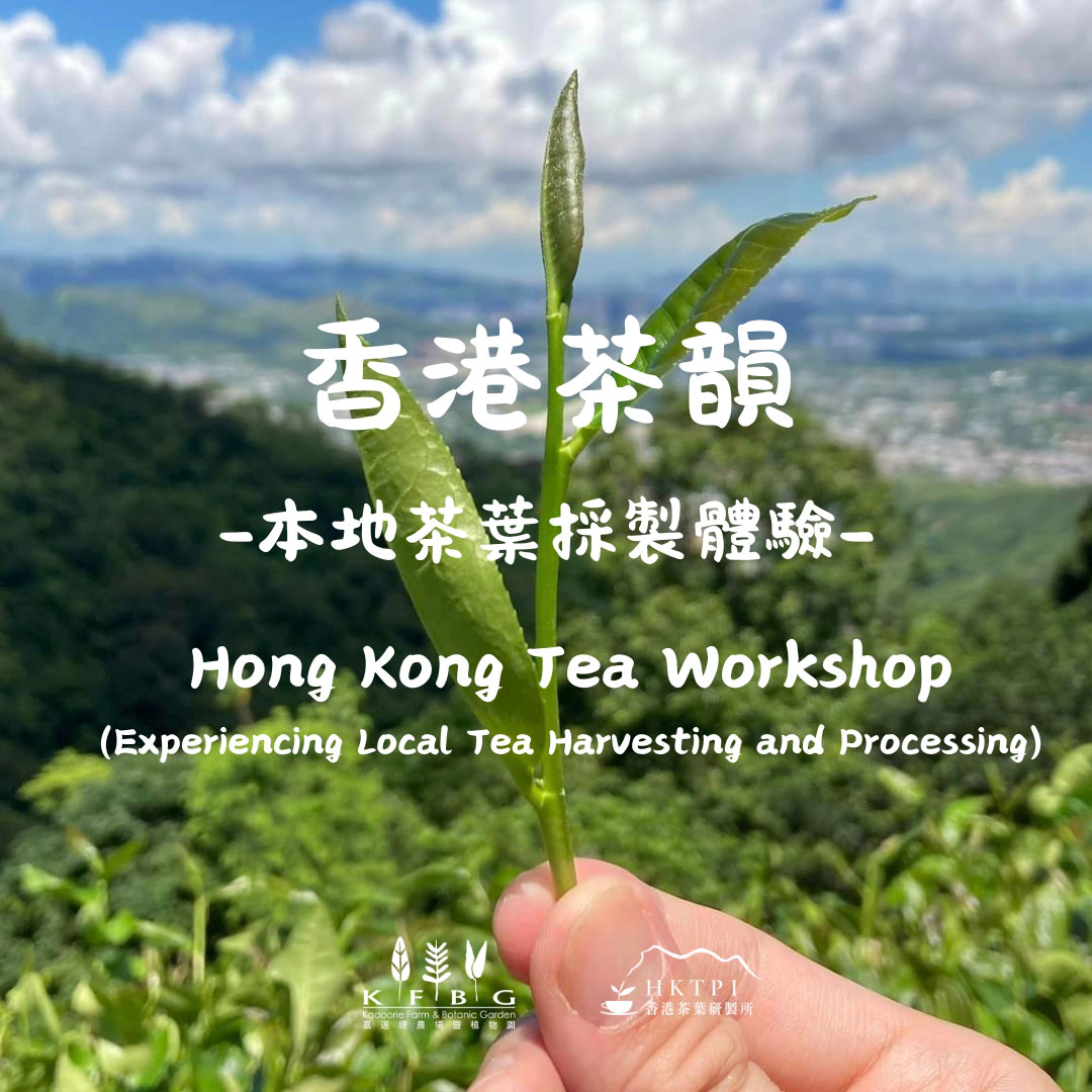 香港茶韻  -本地茶葉採製體驗