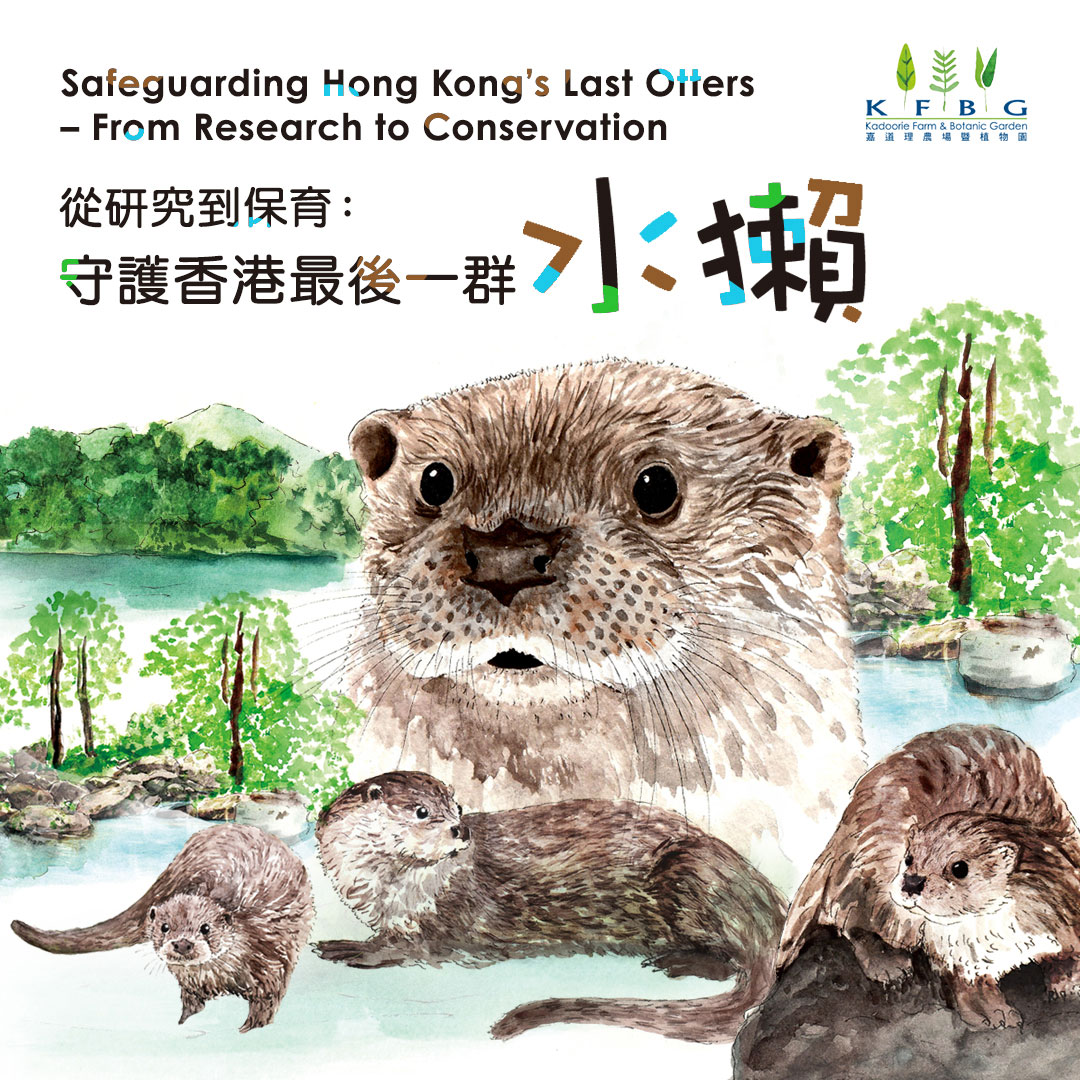 從研究到保育：守護香港最後一群水獺
