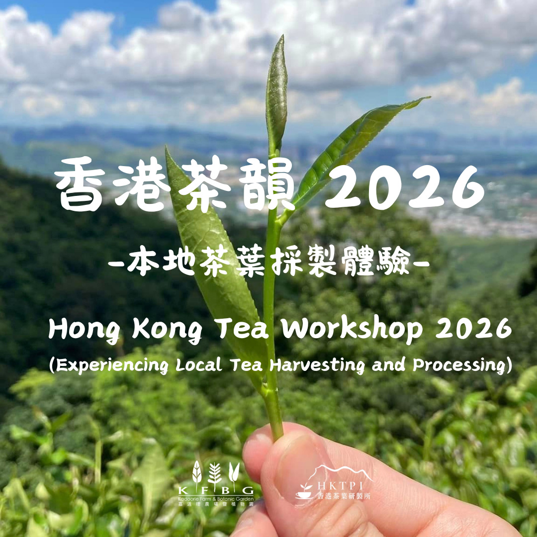 香港茶韻  2026 - 本地茶葉採製體驗