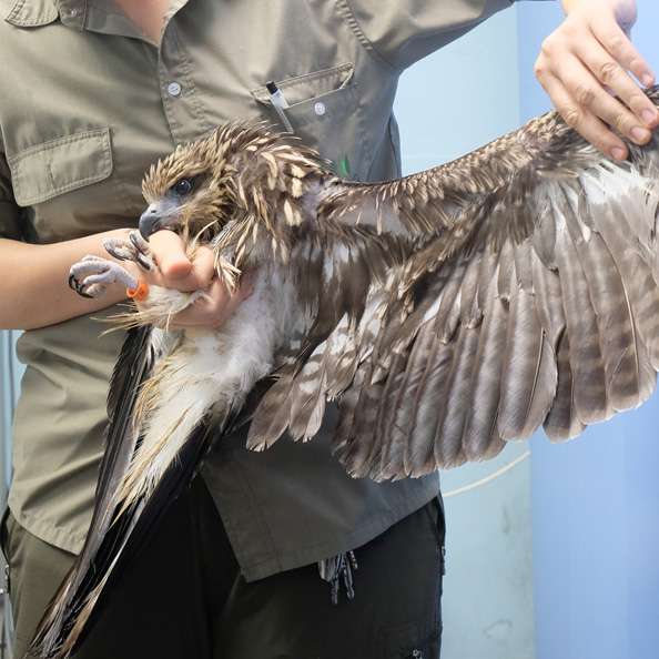 Black-eared kite wing tagging project – Hong Kong.