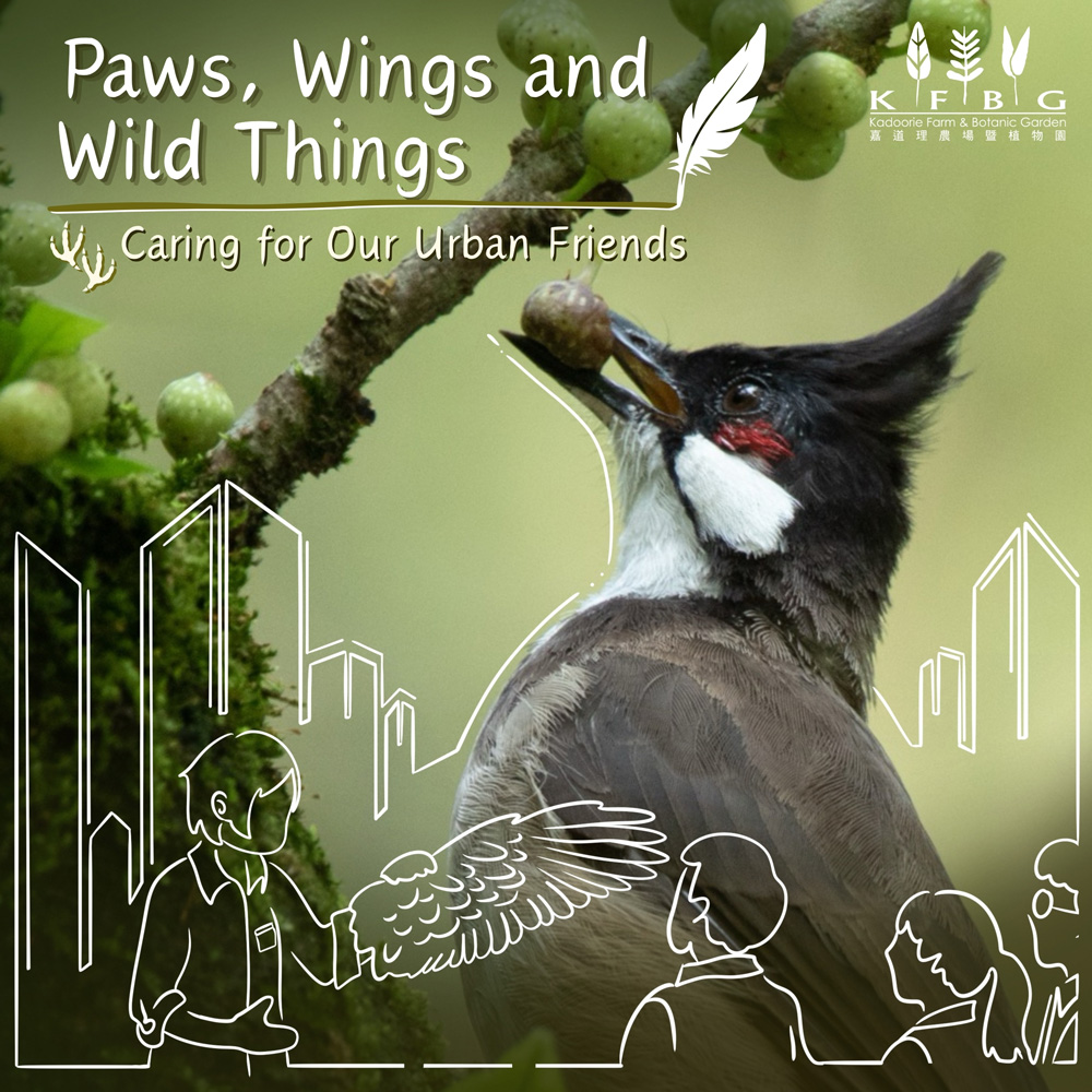 Paws, Wings and Wild Things: Caring for Our Urban Friends