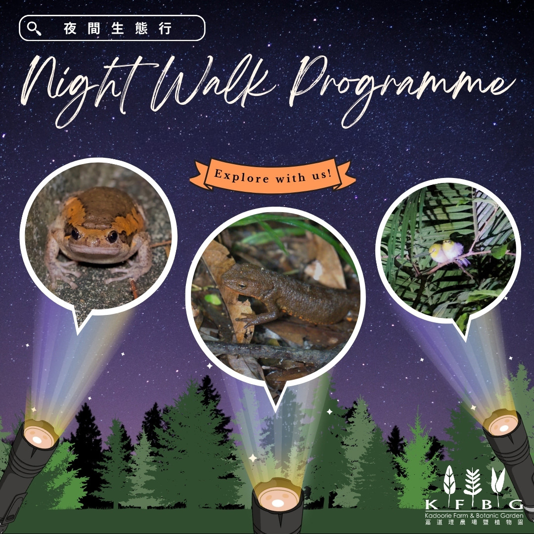 Night Walk Programme 2026