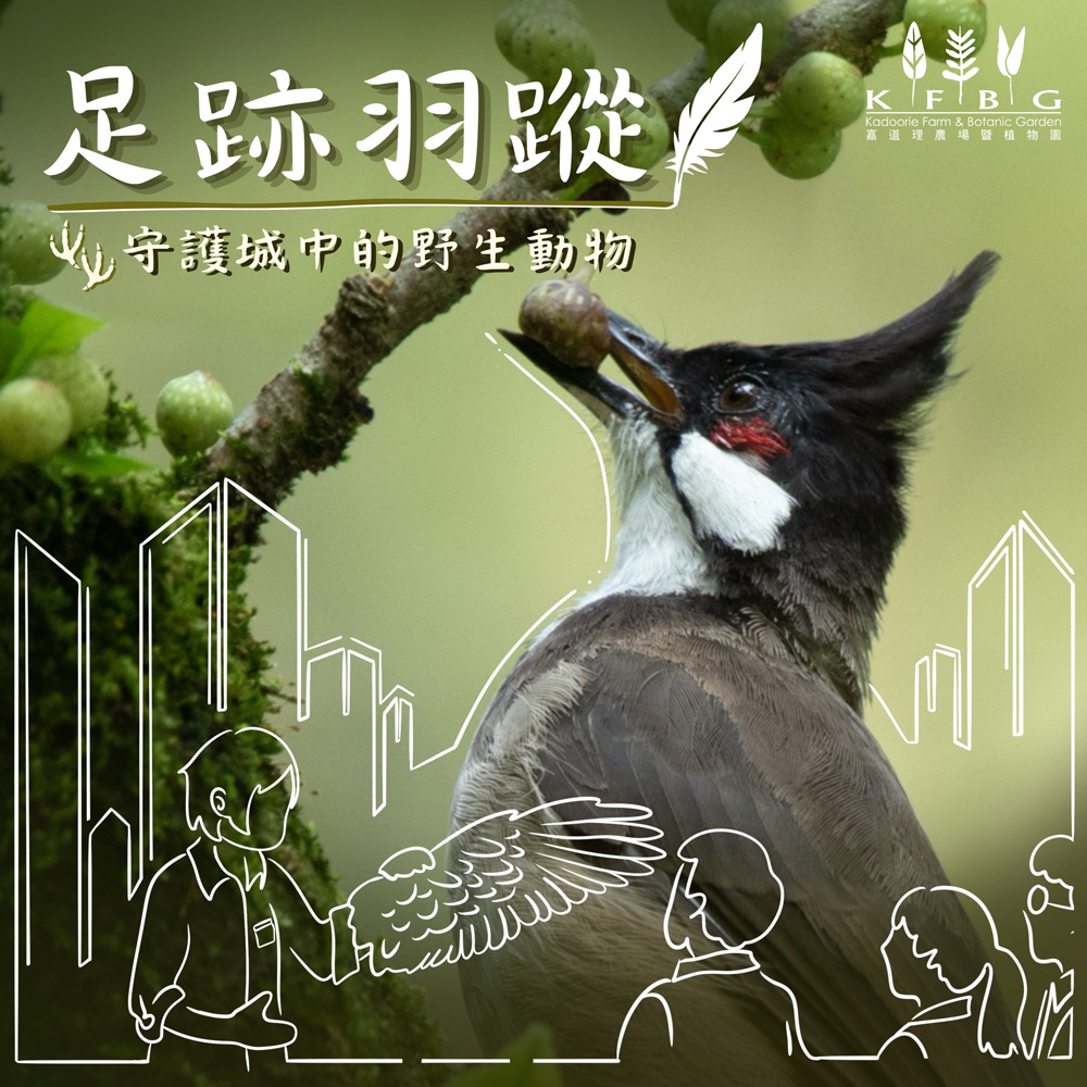足跡羽蹤：守護城中的野生鄰居