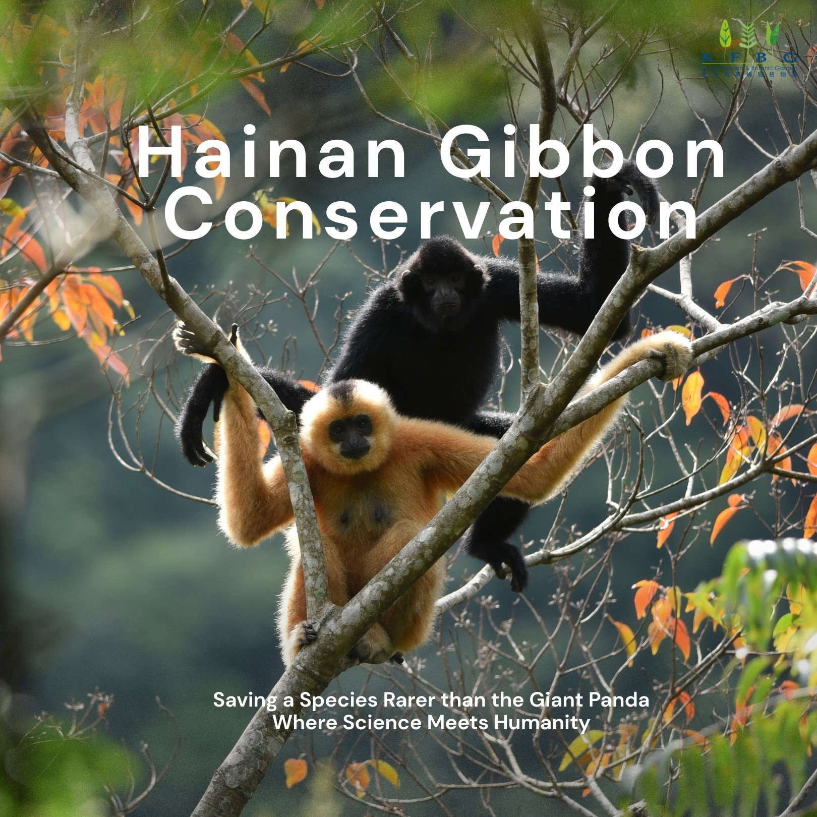 Hainan Gibbon Conservation: Saving a Species Rarer than the Giant Panda – Where Science Meets Humanity