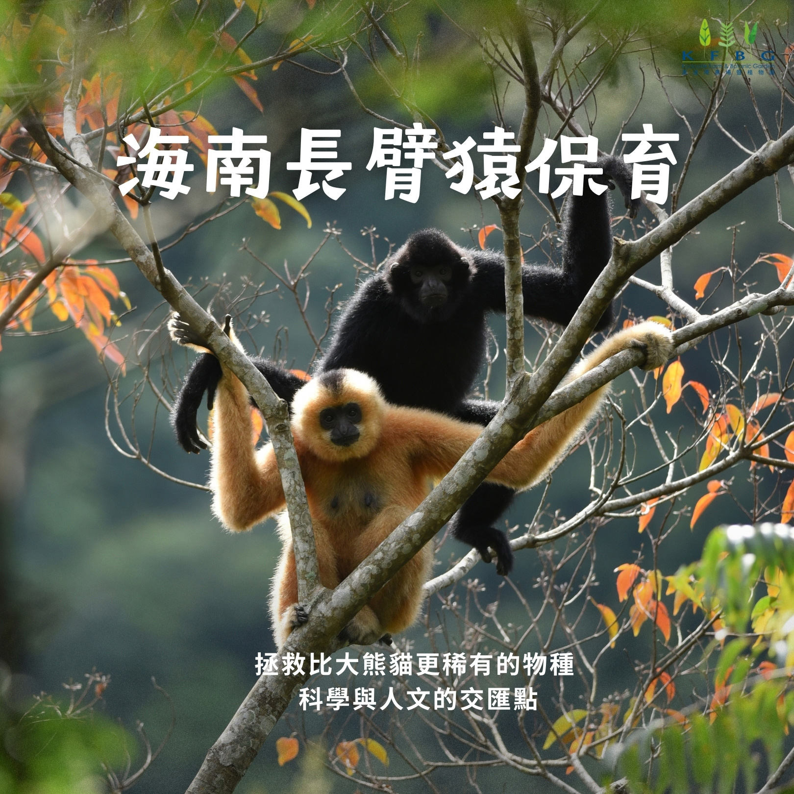 海南長臂猿保育：拯救比大熊貓更稀有的物種 —— 科學與人文的交匯點