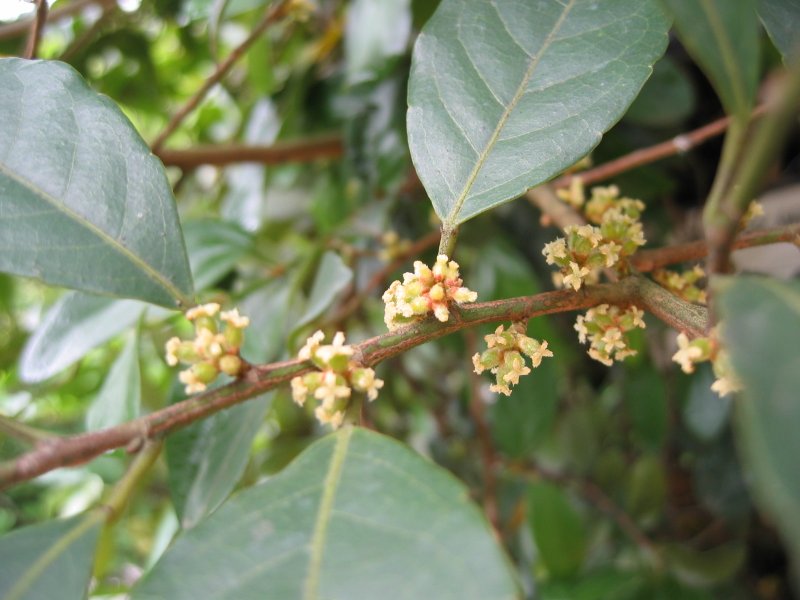 植物 八月 季節特色 嘉道理農場暨植物園