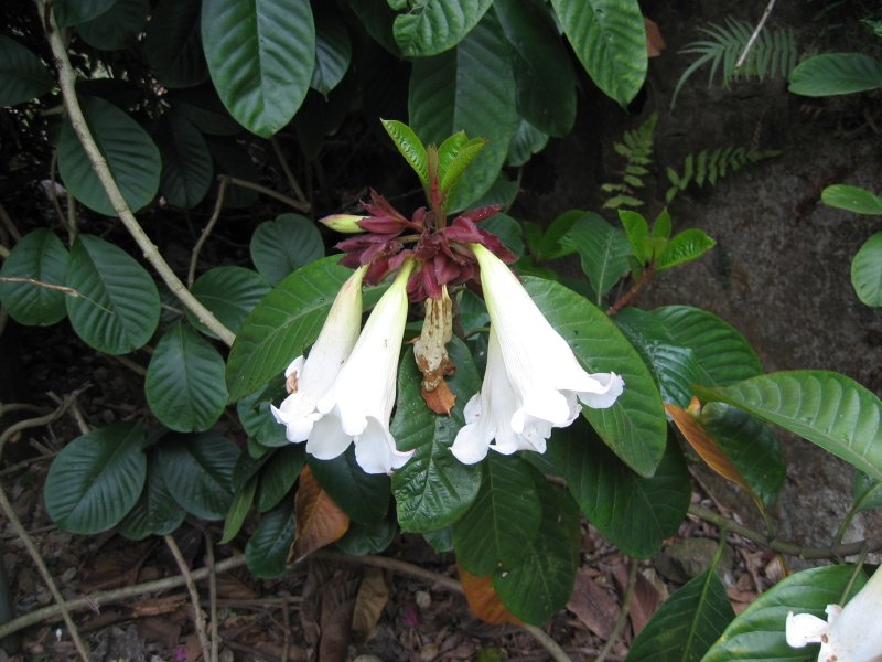 植物 八月 季節特色 嘉道理農場暨植物園