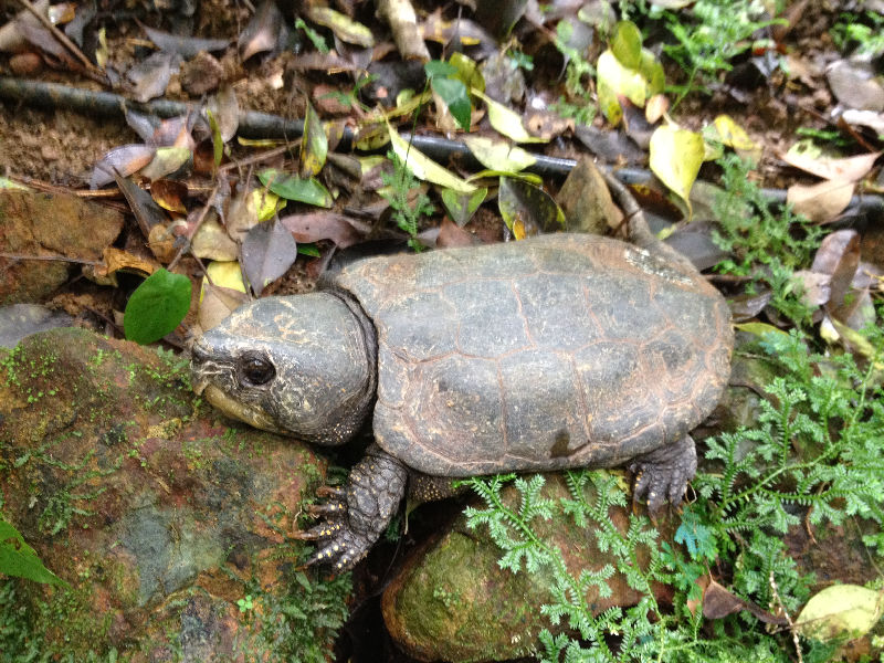 Fauna (June) | Seasonal Highlights::Kadoorie Farm and Botanic Garden