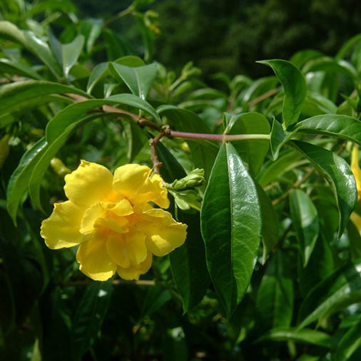 植物 八月 季節特色 嘉道理農場暨植物園