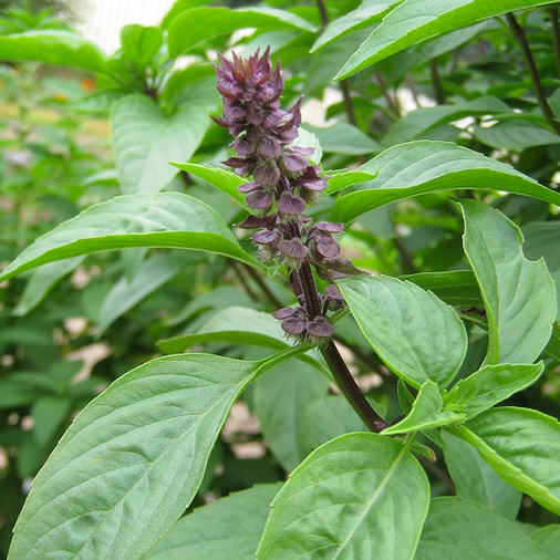 蔬果香草 七月 季節特色 嘉道理農場暨植物園