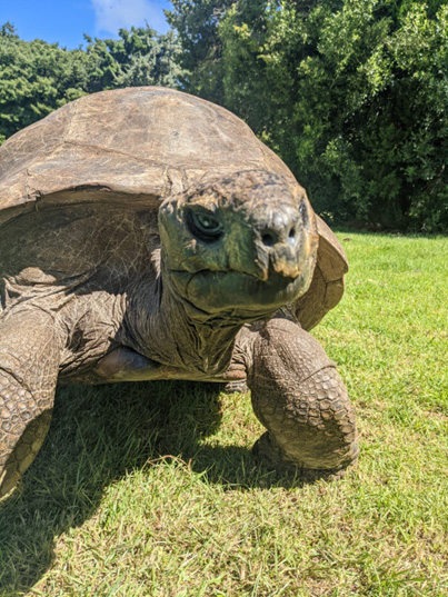 At 190 years, Jonathan the Tortoise is the World’s oldest