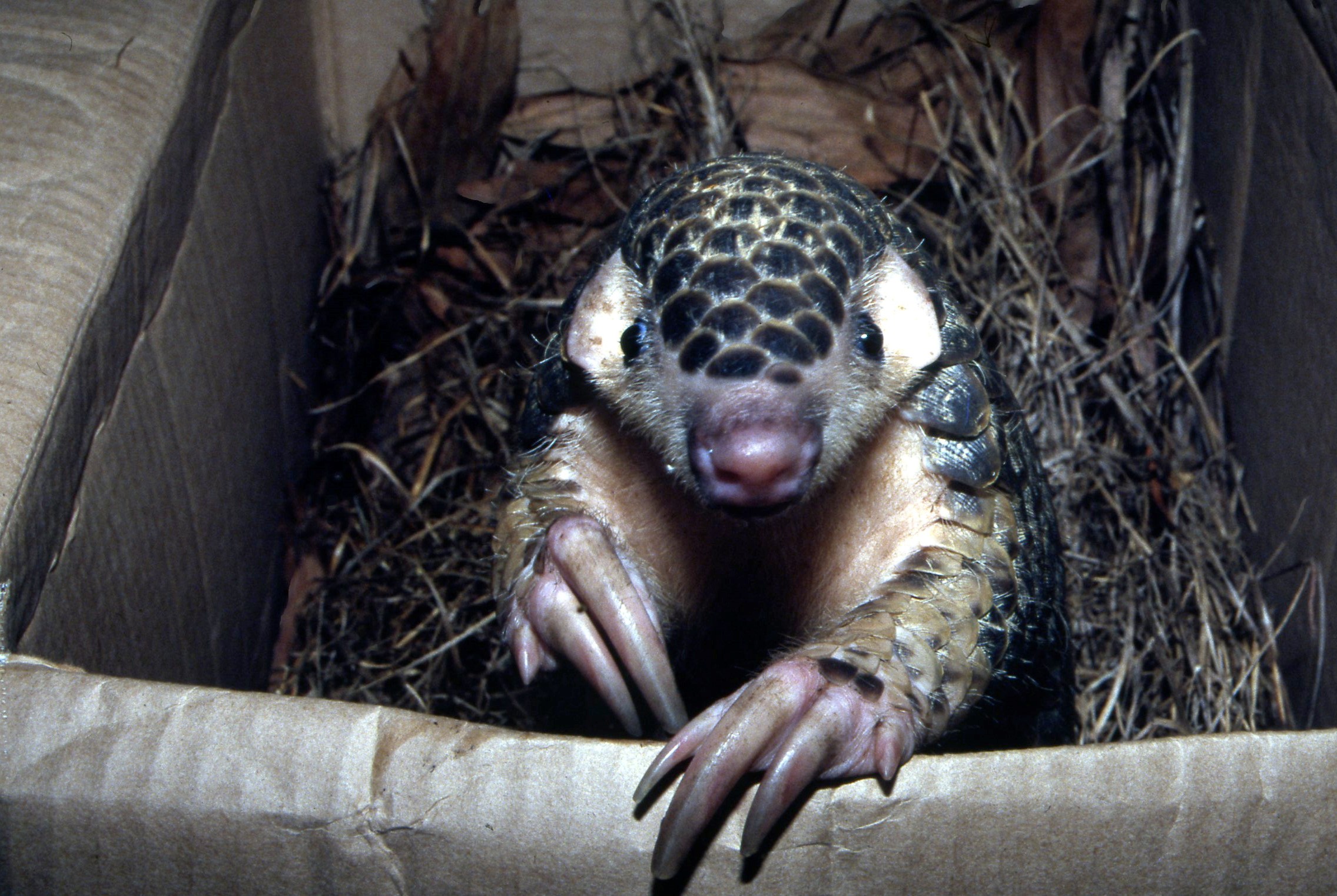 Chinese Pangolin KFBG Kadoorie Farm and Botanic Garden