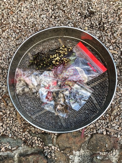 The seeds collected from each plant are placed in individual plastic bags in the field to keep them separate from one another.