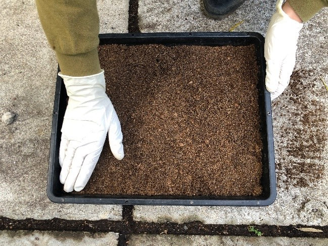 We lay a thick layer of soil down in the bottom of a tray. 
