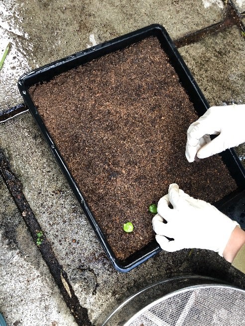 我們將種子一一播到土壤表面。