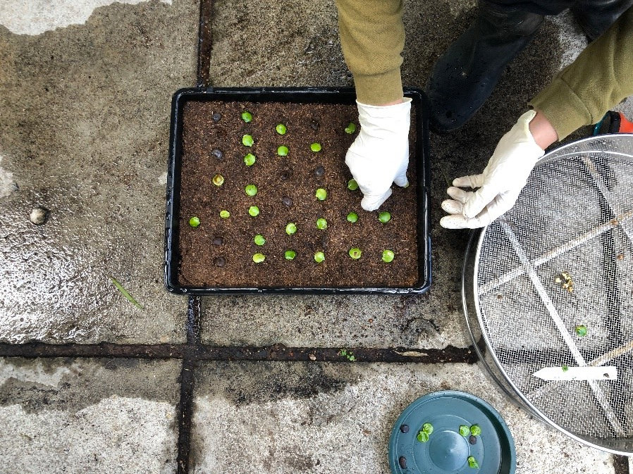 We fill the tray, leaving a fair distance between each seed.