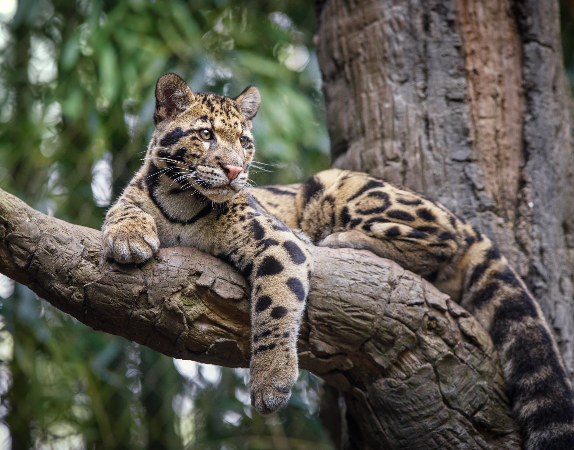 Although leopards (Panthera pardus) are known to hoist their kill into trees to avoid the prying eyes of hyenas and lions, their arboreal skills are nothing when compared to clouded leopards (Neofelis nebulosa) native to Asian jungles.