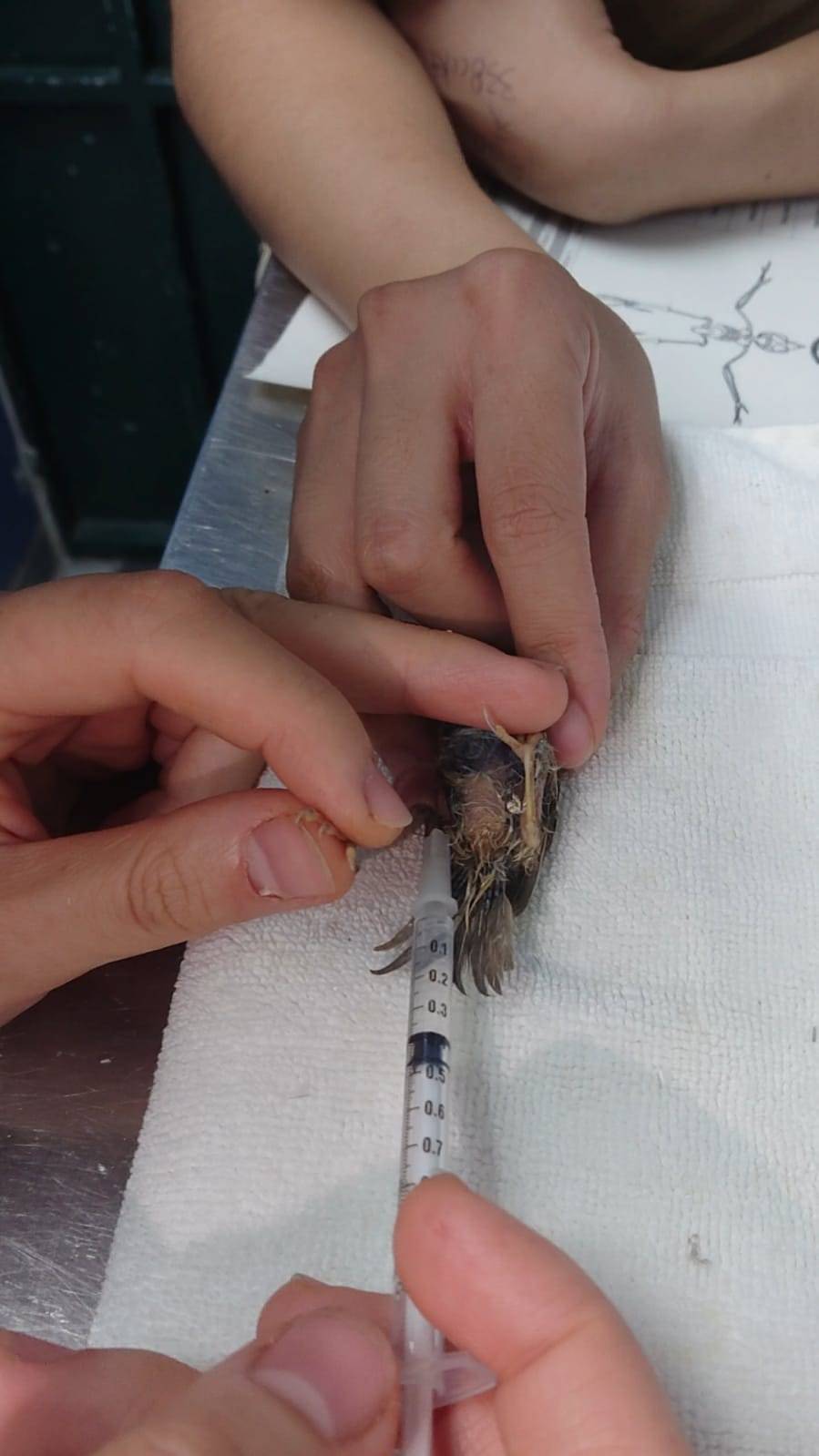 剛被送中拯救中心的樹麻雀（Passer montanus）正在接受皮下輸液以防岀現脱水。（照片：嘉道理農場暨植物園）