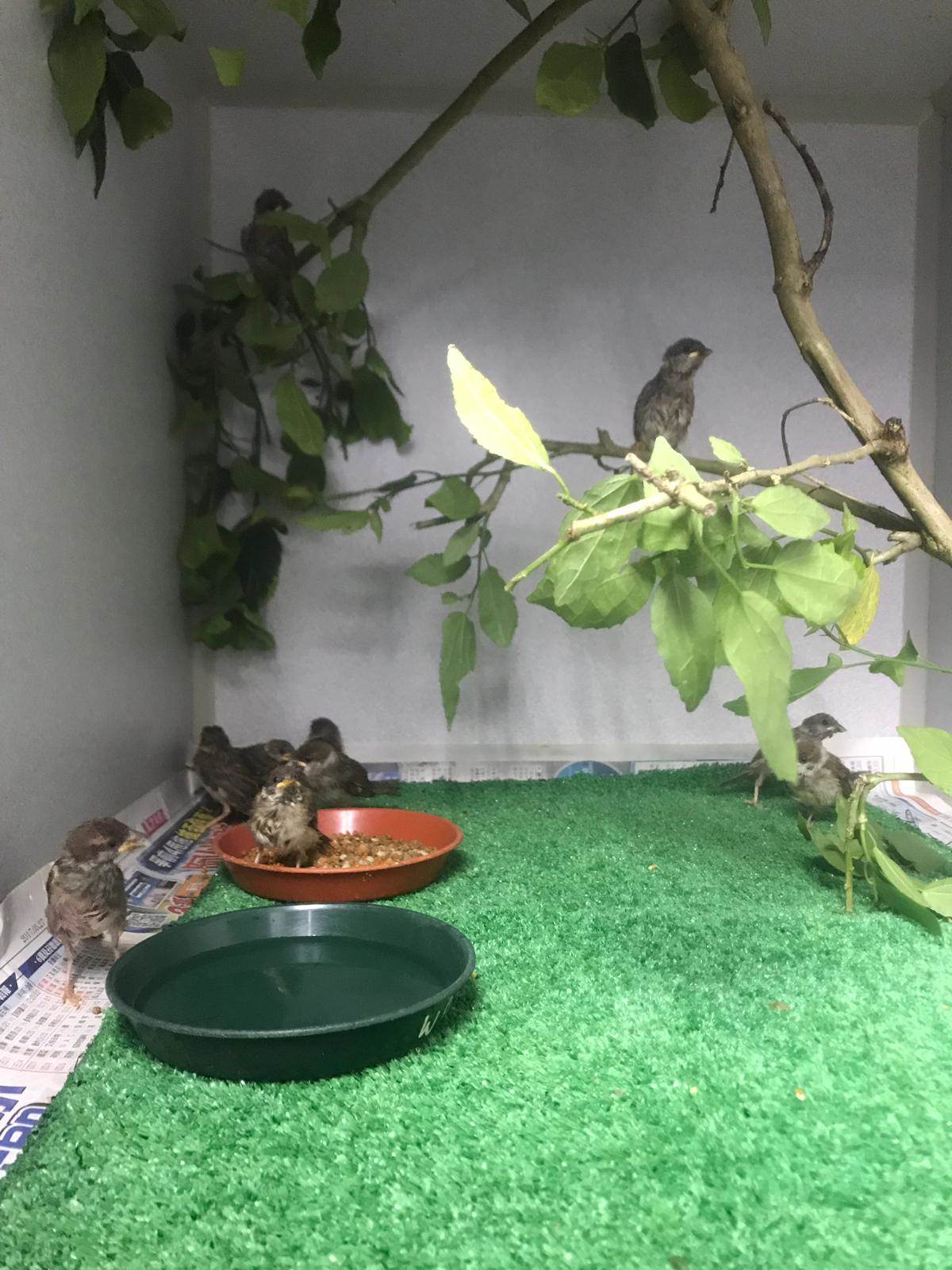 需要定時輔助餵食的幼鳥正在臨時籠舍休息。能共處的雀鳥會被安置於同一籠舍，同類之間的自然互動有助降低牠們在人工飼養環境下所承受的壓力。（照片：嘉道理農場暨植物園）