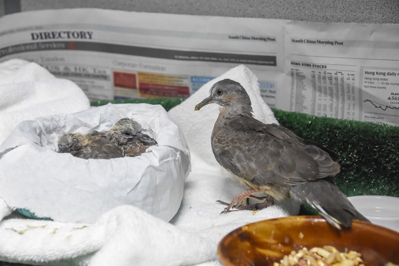 Temporary enclosures for nestling birds that require regular feeding. Placing several compatible birds together actually reduces the stress in individuals as there is natural interaction with neighbours. (Photo Credit: KFBG)