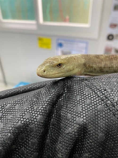 European Glass Lizard (Pseudopus apodus)