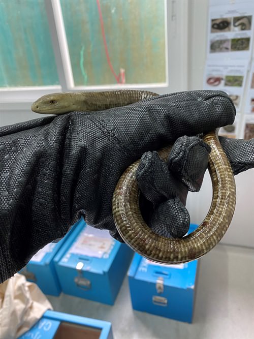 European Glass Lizard (Pseudopus apodus)