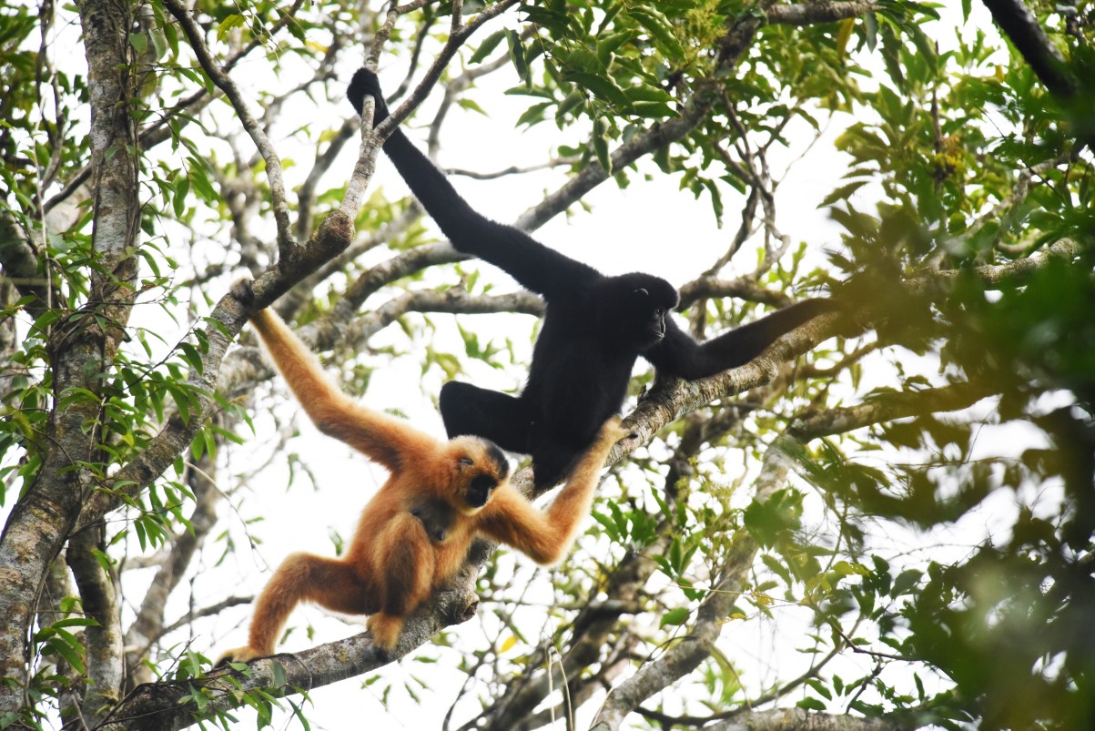After the typhoon: Bridging ravaged forest for the critically endangered Hainan Gibbon