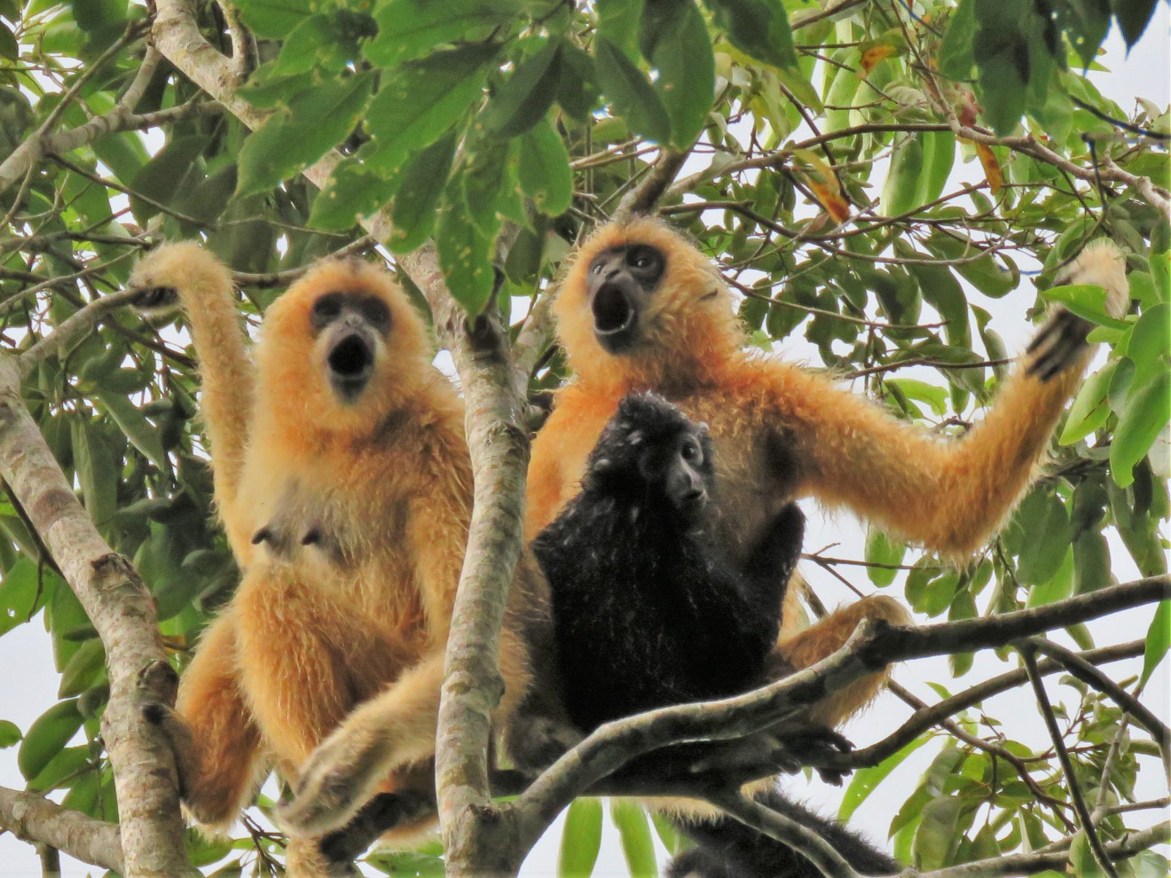 Every morning, the Hainan Gibbons welcome a new day with their elaborate, melodious song.