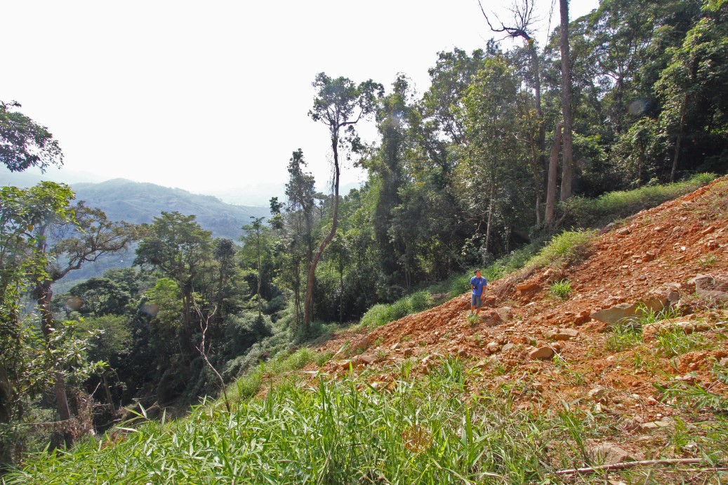 One of the landslides that ripped through the habitat of Hainan Gibbons