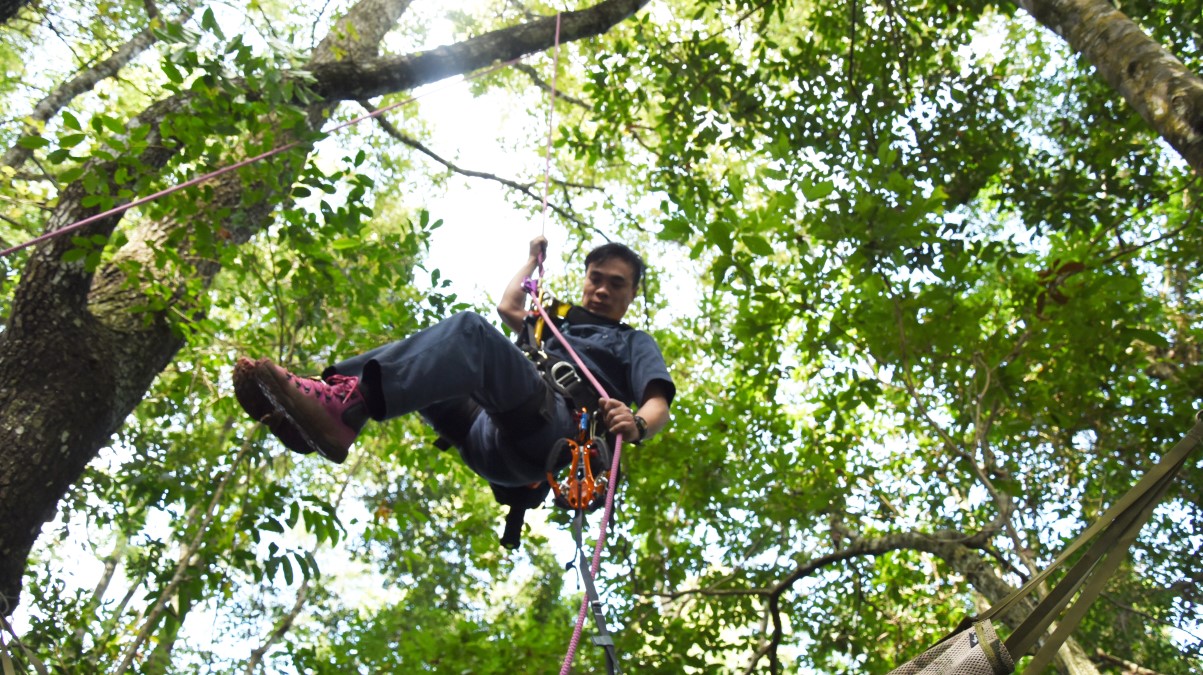 Then, we invited three professional tree climbers from Hong Kong to Bawangling to use mountaineering-grade ropes to set up China’s first canopy bridge to connect damaged gibbon habitat.