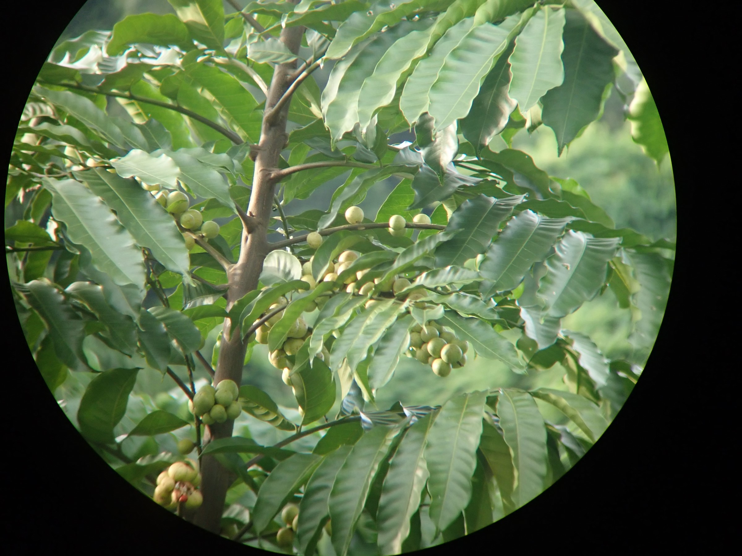 Fruits of A. polystachya through binoculars 