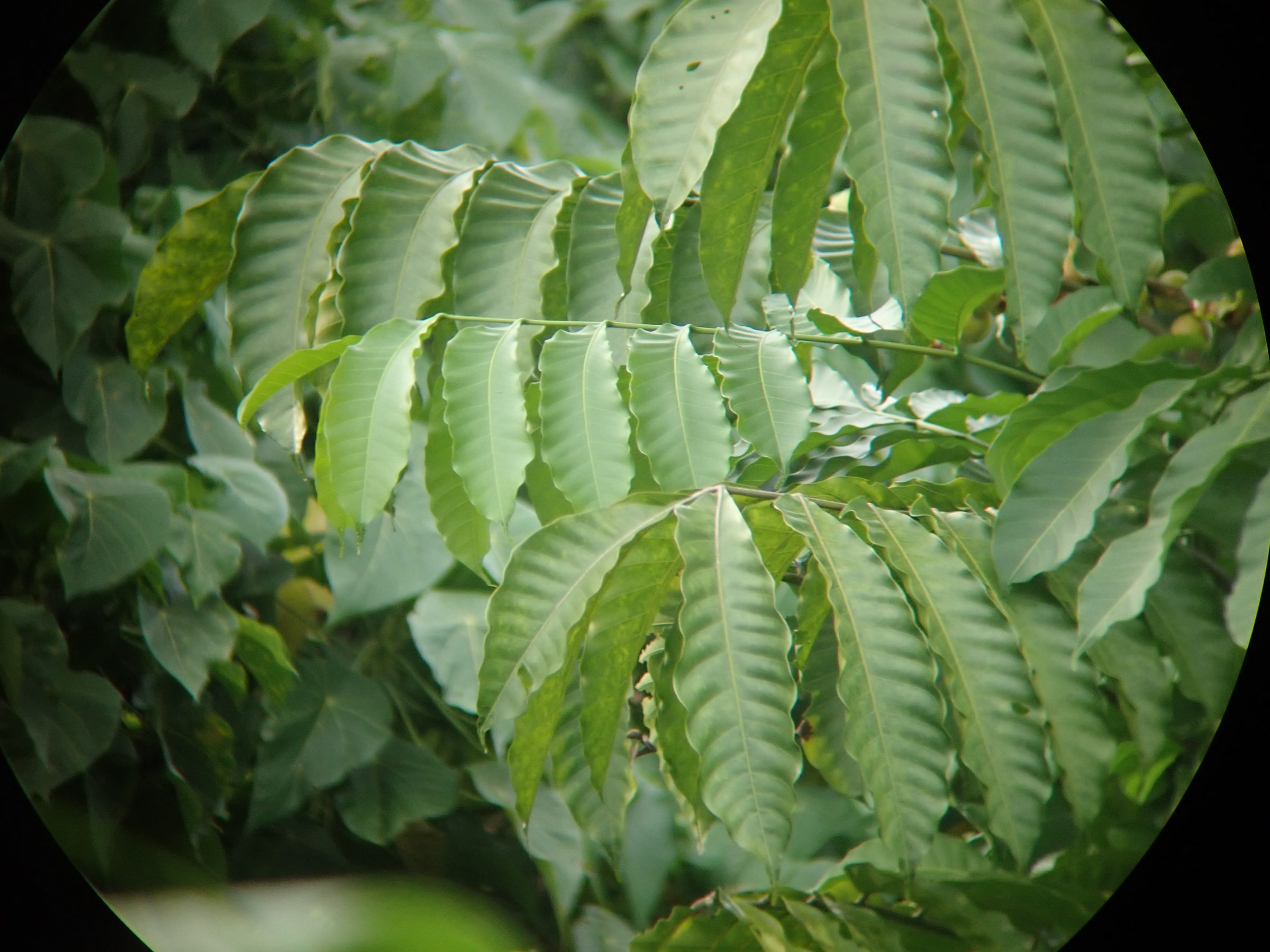 Leaves of A. polystachya through binoculars  