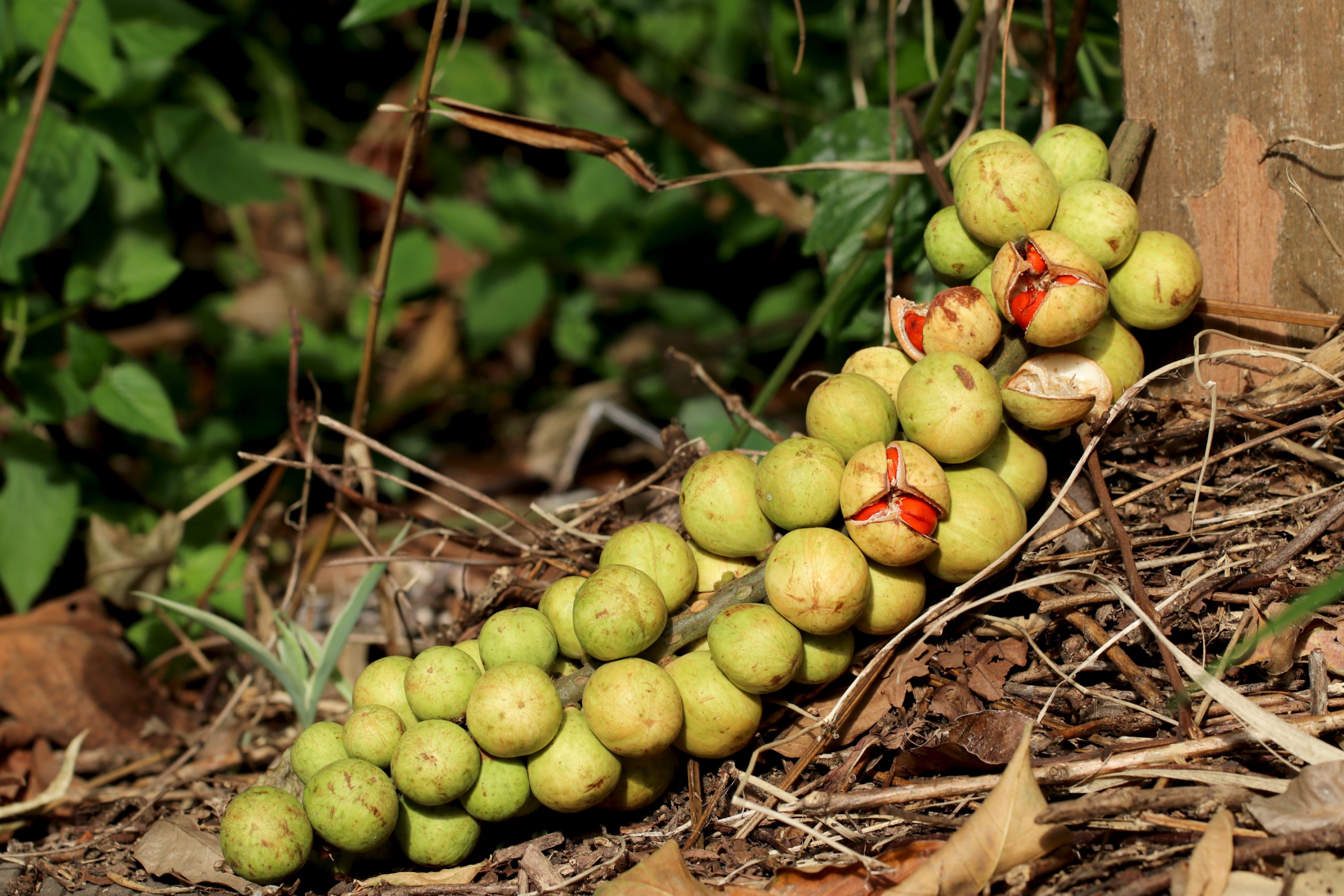 The fruits of A. polystachya appear in big clusters that dangle the length of a forearm
