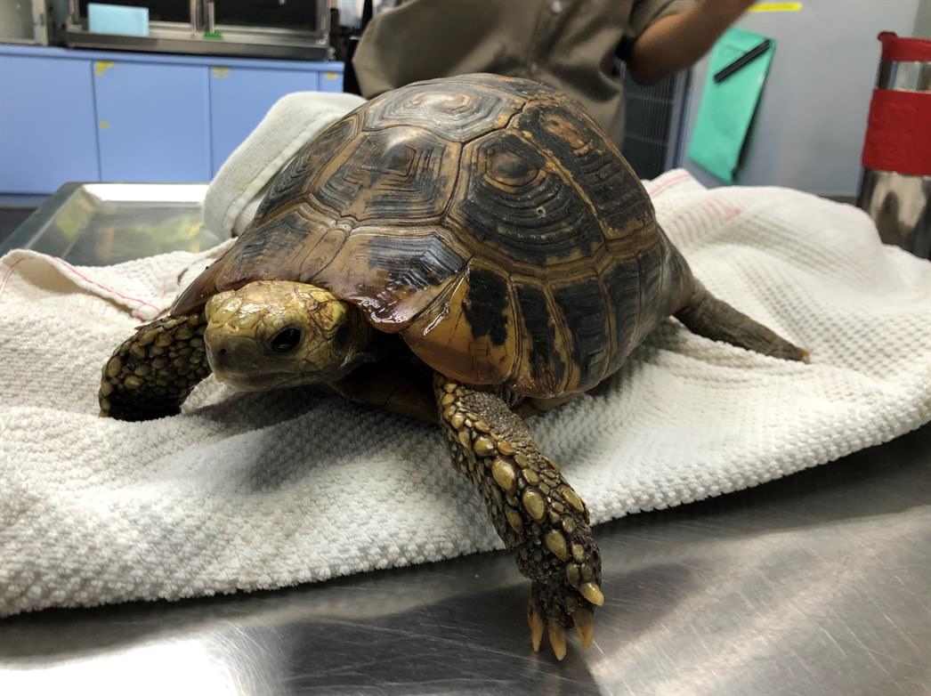 Elongated Tortoise (Indotestudo elongata)