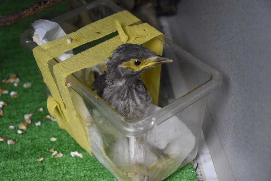 今年獲救的受傷黑領椋鳥（Sturnus nigricollis）幼鳥在本園野生動物拯救中心接受護理（照片：嘉道理農場暨植物園）