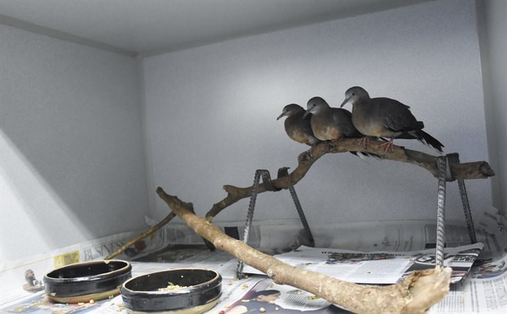 今年接收的年幼珠頸斑鳩（Steptopelia chinensis）在本園野生動物拯救中心接受護理（照片：嘉道理農場暨植物園）