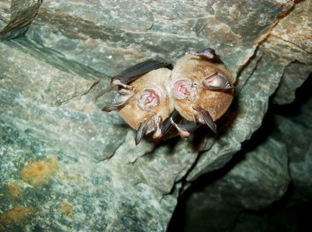 Chinese Horseshoe Bats KFBG Kadoorie Farm and Botanic Garden