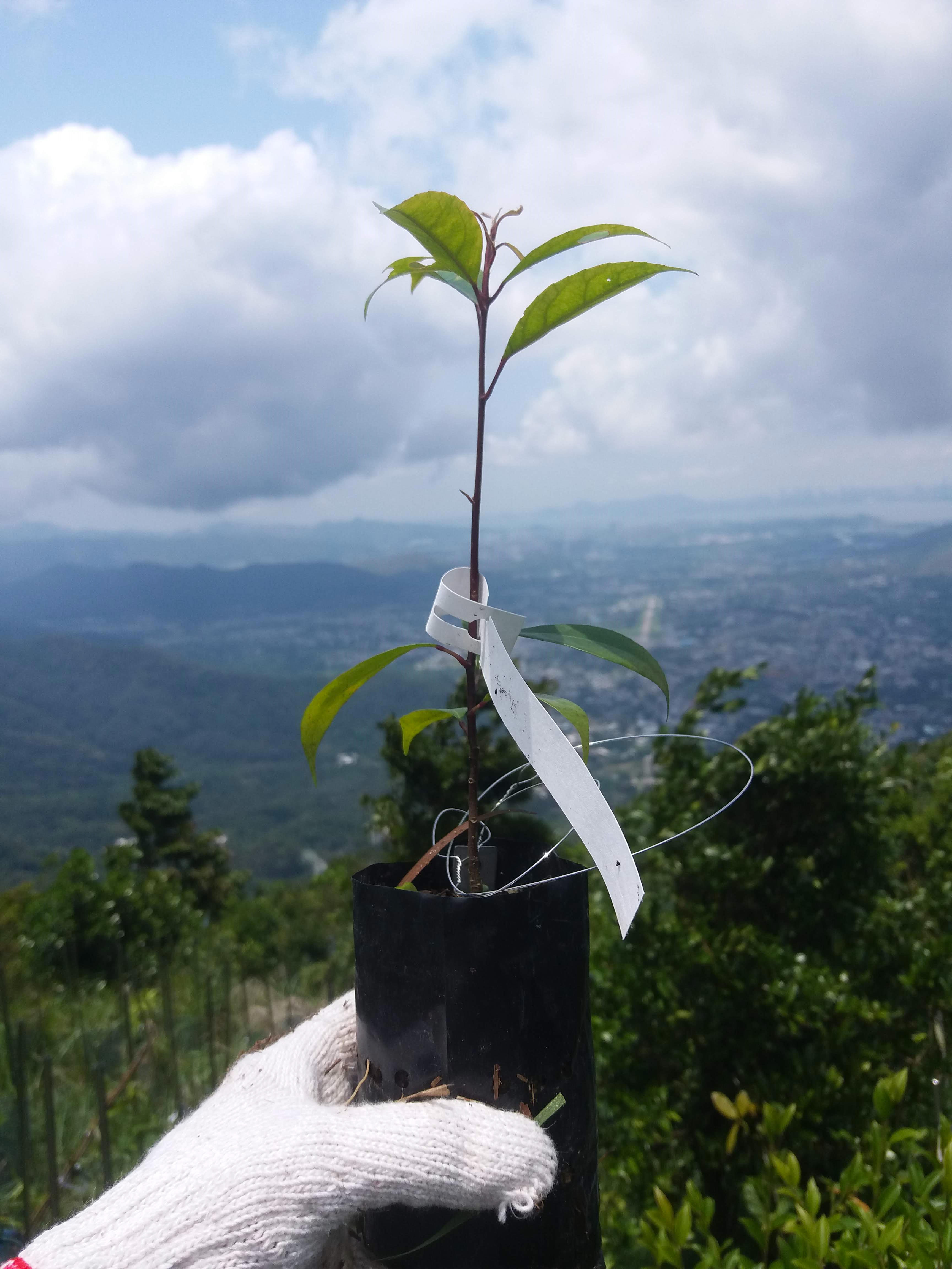 Participate in tree planting events