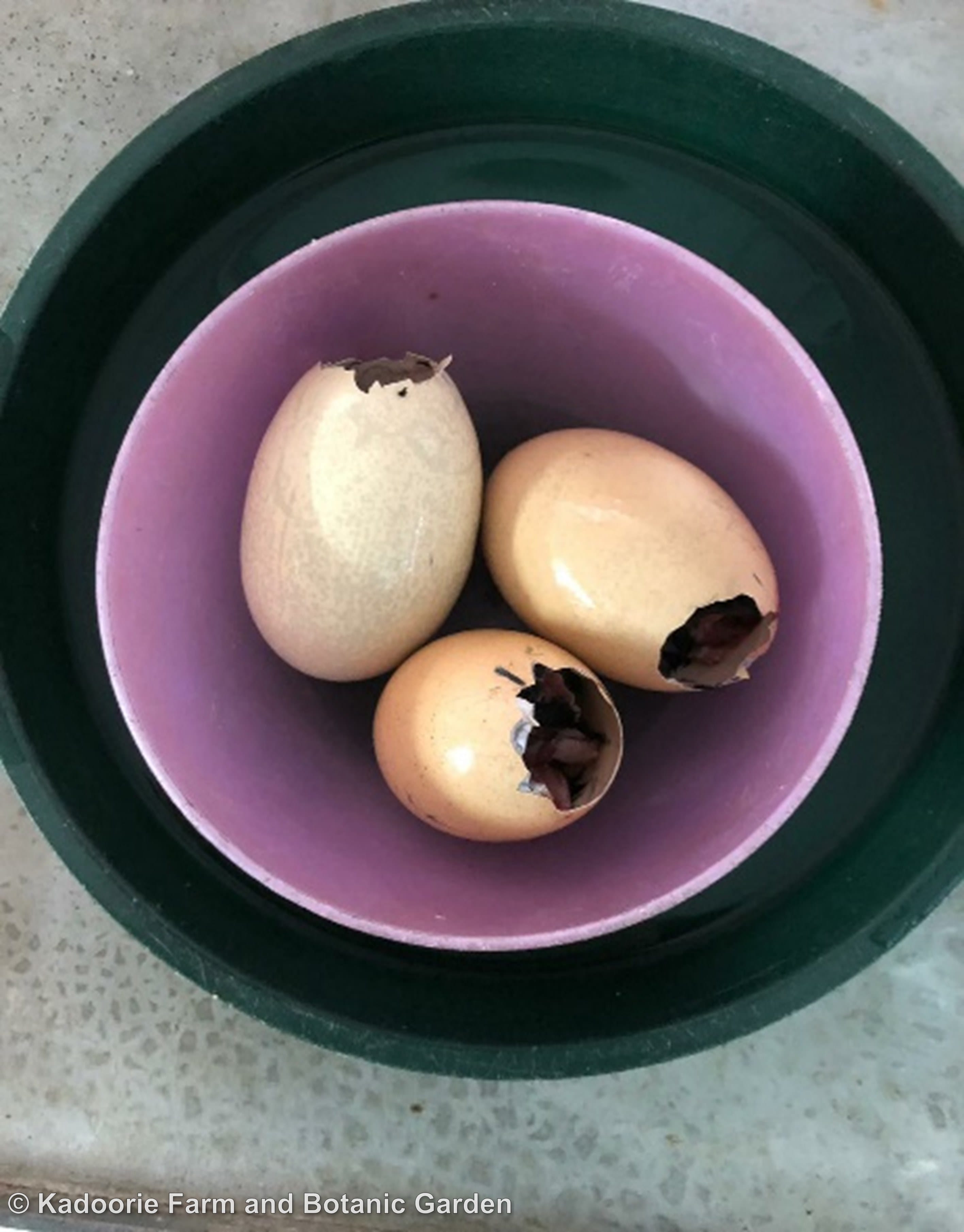 Food items can also be used for enrichment for animals when they are served in an imaginative way. These empty egg shells are stuffed with meat and are used as enrichment for raptors. (Photo credit: Kadoorie Farm and Botanic Garden)