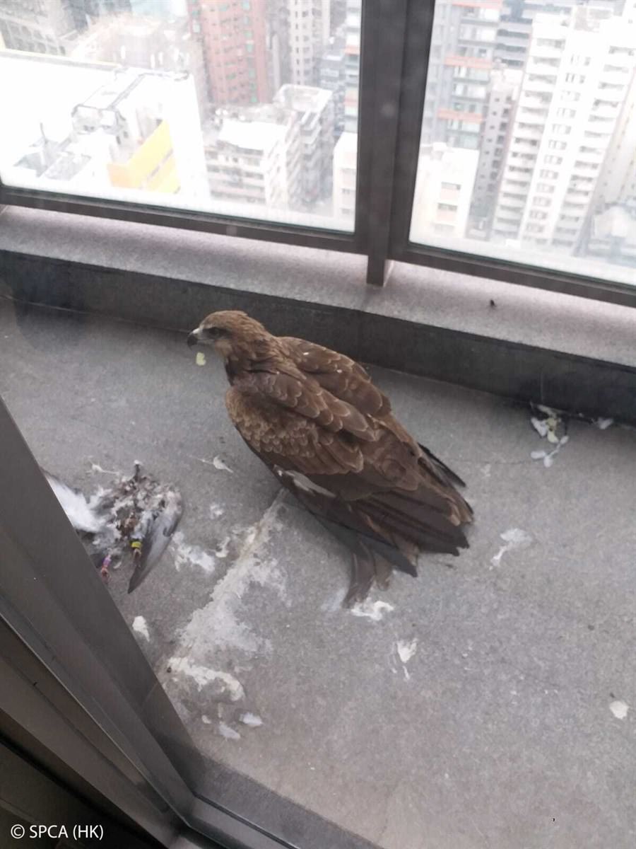 撞窗事故的受害者 — 麻鷹和已死亡的原鴿 （照片：香港愛護動物協會）