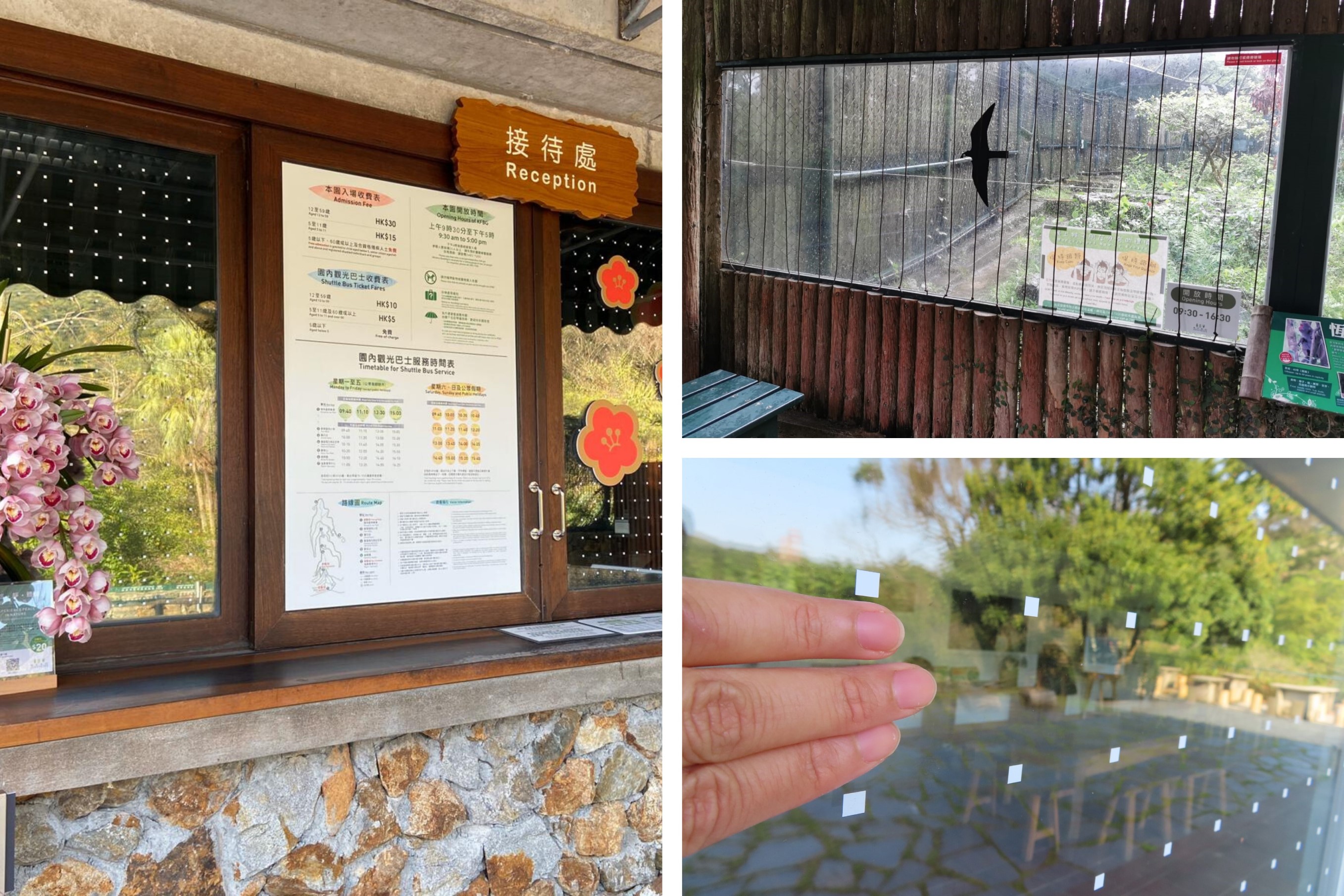 We can make windows safe for birds by adding dot patterns and stickers to glass or using less reflective glass (Photo Credit: KFBG)