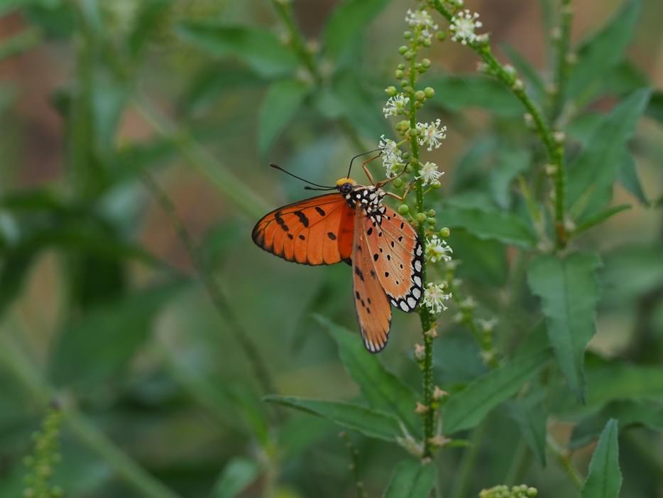 斑珍蝶（Acraea terpsicore）原只分佈在印度的物種，近年已擴散到澳洲北岸