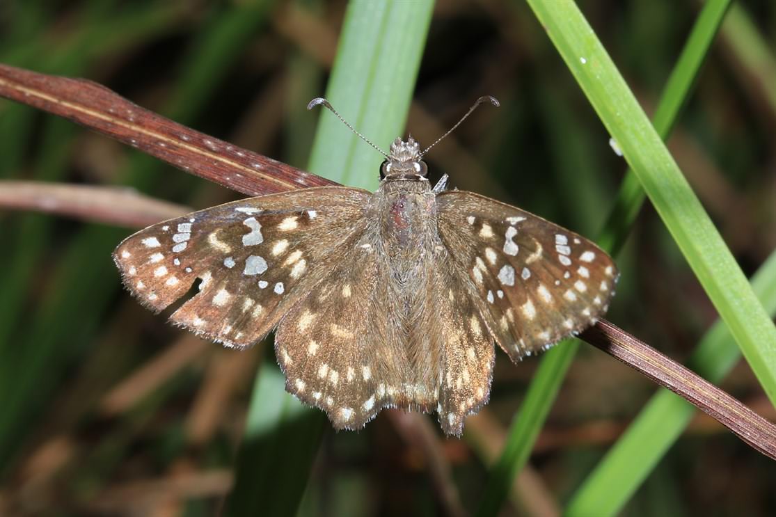 Caprona alida. We are surprised that this common butterfly in Hainan is a new record to Cambodia